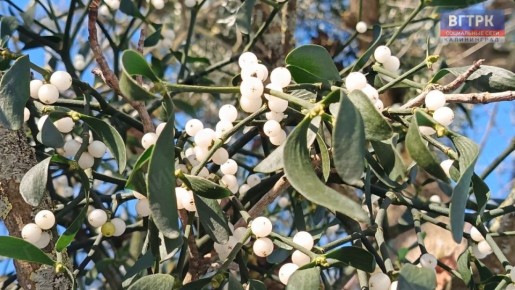 Зимние плоды.. Ягоды омелы имеют важное кормовое значение для многих птиц, особенно в зимний период, когда они служат основным источником пищи