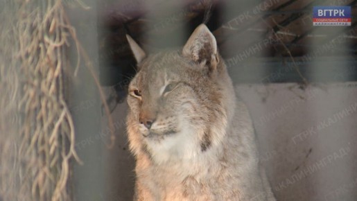 Как Калининградский зоопарк готовится к морозам?