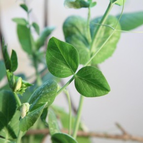 ��� ��������� ����� ������ � �������: ������� ��������