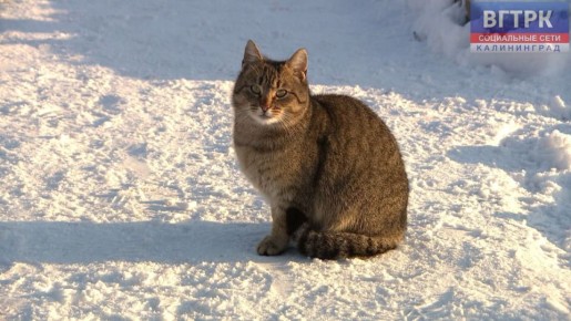 В холодную погоду бездомные животные особенно нуждаются в питании