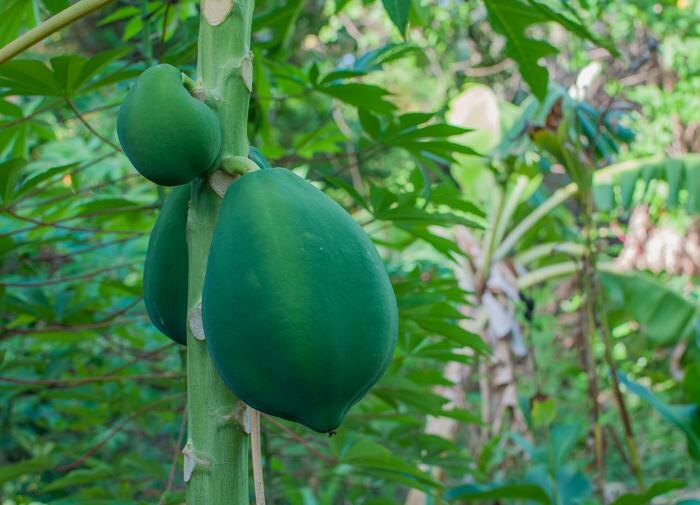 Как вырастить папайю дома: секреты успешного выращивания тропического фрукта