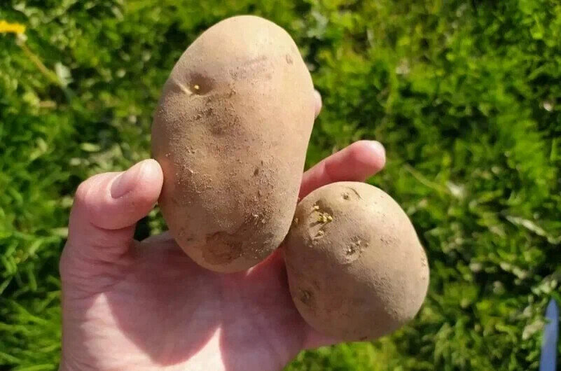 Как подготовить картофель к посадке: секреты успешной обработки клубней