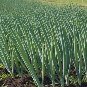 Зачем использовать солёную воду для полива лука в августе