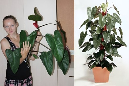 ������������: ������� ����� � ����������� ���������