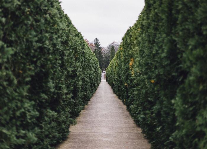 Преимущества живой изгороди для экосистемы сада