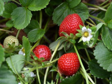 ����� ��������: ����� �� �� ��������?