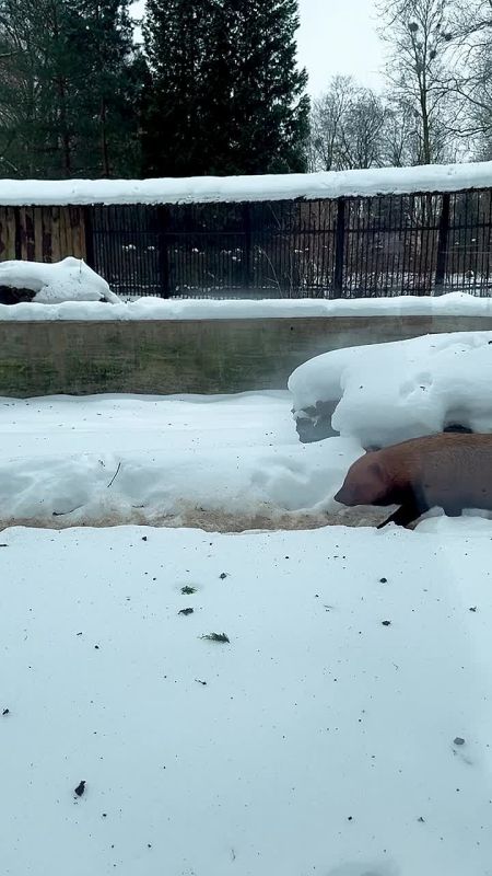 ����� ������ � ��������� ����� �� ���� � ���� ������ ���� �������� ����������