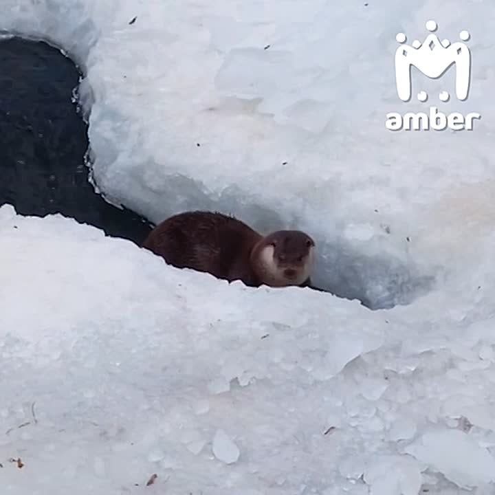 ����� ������� ������ ����������� Amber Mash � ����������� ���� � ���� �����