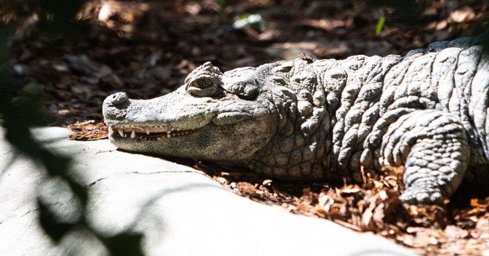 � ��������� ��-�� ���������� ���������� ��������� ����� �������� �� �����