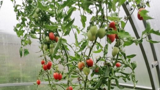 ����������� �����: ����� ������������ ������ ������������� ����� ��������