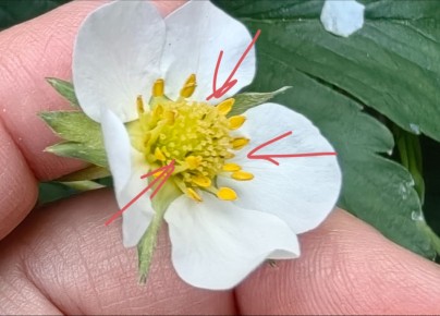 ��� ����� �������� ��������: �������� ������ �� ������ � ����������