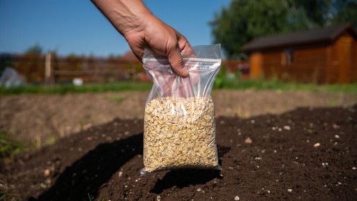 ������ ��������� �������: ��� ������� ������ ������� ����