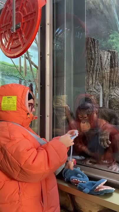 ���������� ����� �������� �� ��� ����: �����, ���� � ... ��� ������� � �������� �������