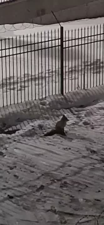 ��� �������-��������� �������� ������� ������������� ����� �� ������� �� �����������, 79