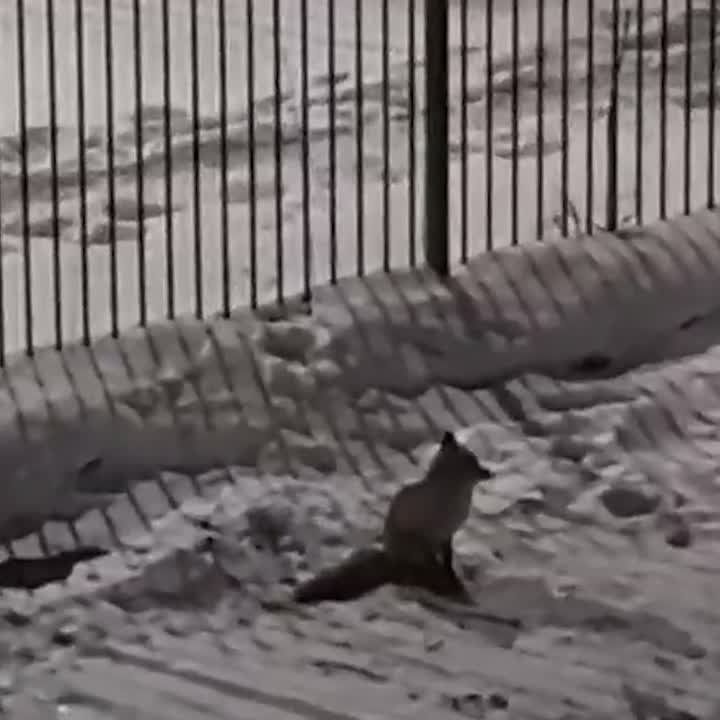 � ������������ ��� ������ �������� ������� ������������� ����� �� ������� �� �����������