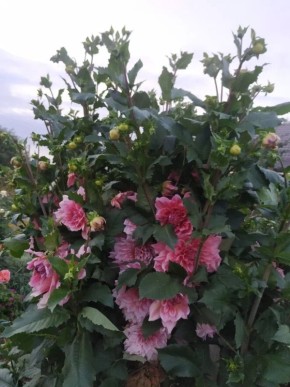 ��� �������� �������� ��������� ������: ������ ��� ���������