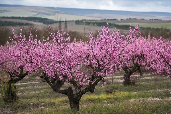 Персик без цветов: раскрываем секреты успешного цветения