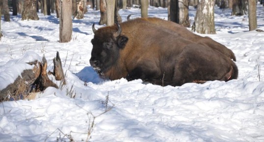 ������ ������� ���������� �� ���������� ����� ���������� ������ �� ����?