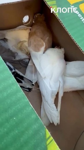 � ������������ ����� ���������� ������������ �������, � �������� ����� ����������������� �������