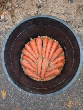 ��� ��������� ������� �����: ������ �� ������ � ����� ������