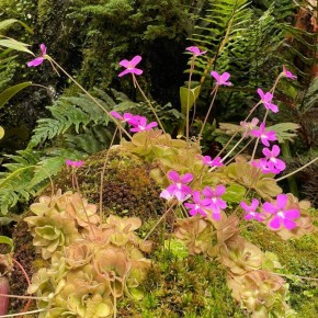 �������: ������� ����������� � �������� ��� ��������� �����