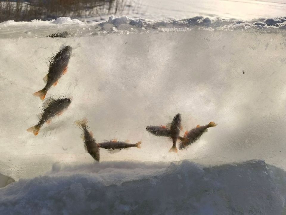 ���� ������� � ��� � �����