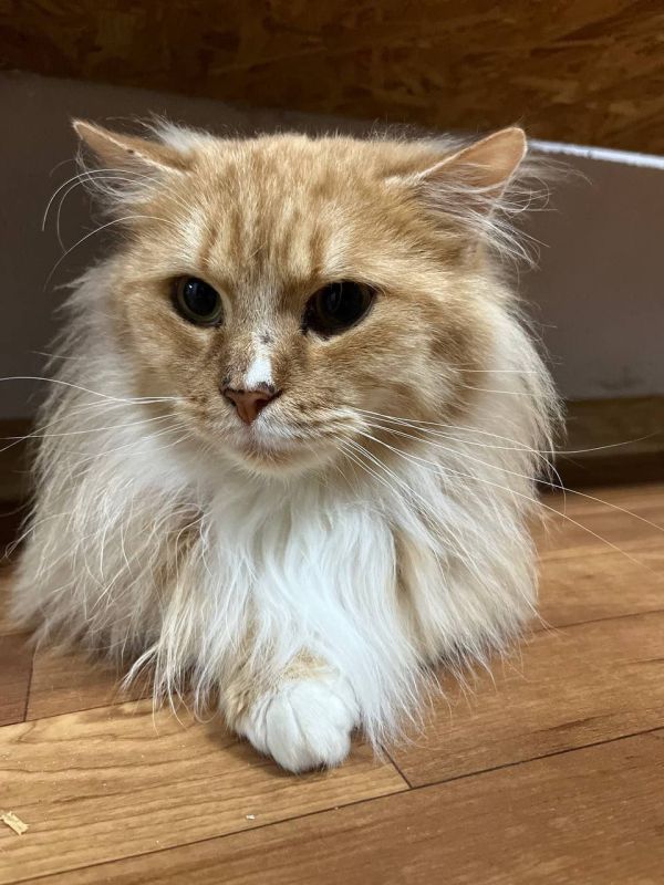 �� �������, �����!. ��������� ���� ���