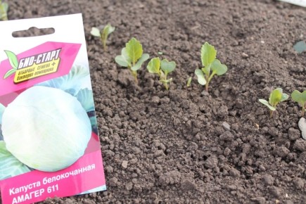 ����� �������� ���������� ������ ��� �������