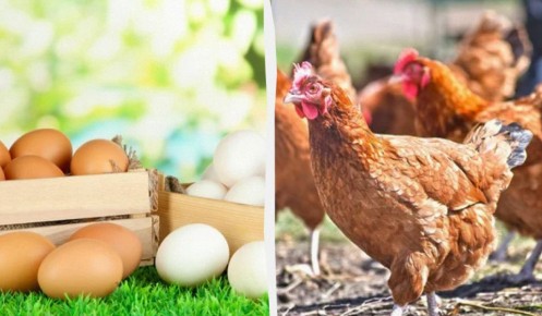 ��� �������� ������� ������������: ������� ������� ���-�������