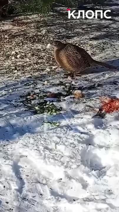 �������, ������� � �������� ������ ������ ��������� �� ���� �� ����������� �������� � ������������, ������� ������ ������� ������