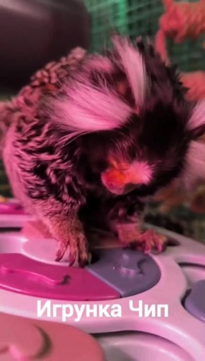 ����������� �����: � �������� ������������ �������� ��������� ����, ������� ���� �� �����