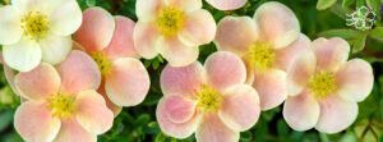 ���������� ���: ��������� ��������� ��� ������ ����