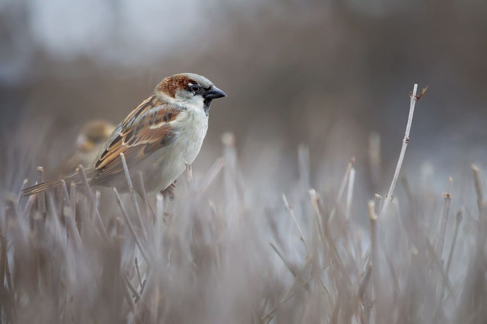 �������������� ���������� ��������� ����� ��������