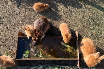 ���������������� ������ ��������� ��� ���������� �������� � ����� ����� � ���������