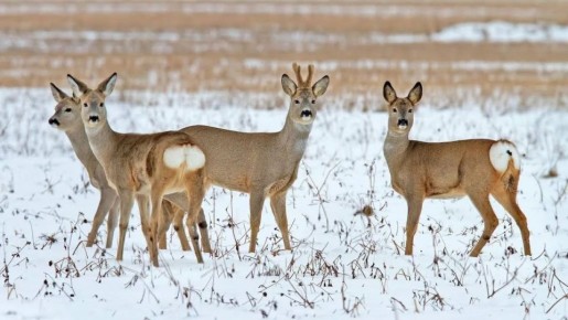 ������������ ��������� �������� � �������� ������� ���������� � ������� �� ������� � ����������� ������������ �������� ��� ������