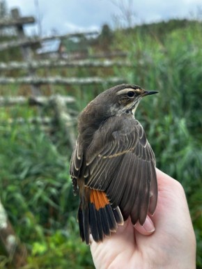 ������ ����� � ��� � ����� ��������� (Luscinia svecica), �� ���� ��� �� �������