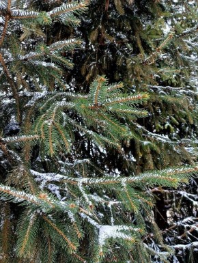 ���������� ������������ ����� ����� ������� �� ��������