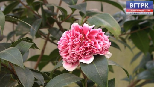 � ��������������� ������������ ���� � ������� ������ ������� �������