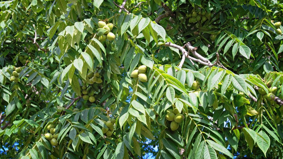 ������������ ����: ������� ����������� � ������ ��� ��������