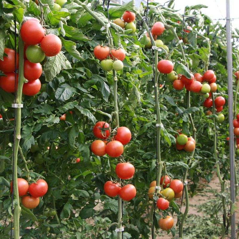 ������� ����������� �����: ��� ��������� ������ ������ � ��������