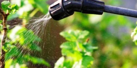 ������ ������� ��������: ����������� ���� ����� ������