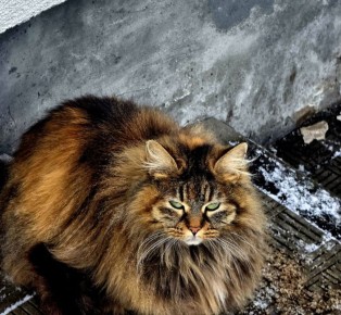 ����� �� ���� � ��������� ������ �������� � ��� �������