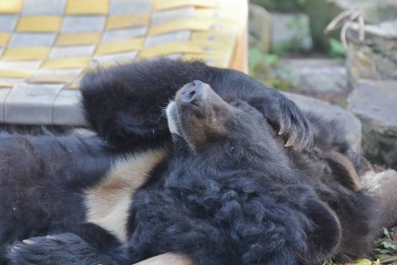 � ��������������� �������� ���������� ����� ������ ��������, ����������� ����������� ���������