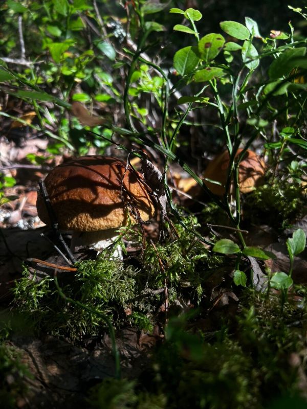 �����: ��������� ���� ��� �������� ���������?