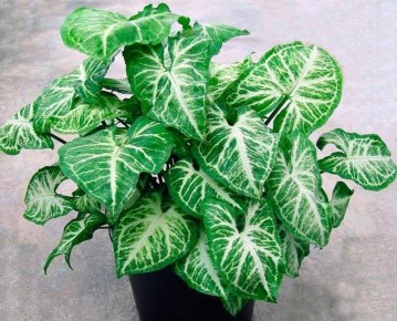 ���������: ������� ����� �� ���������� ��������� ���������