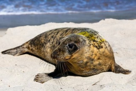 �� �������� ���� ������� ���� ������