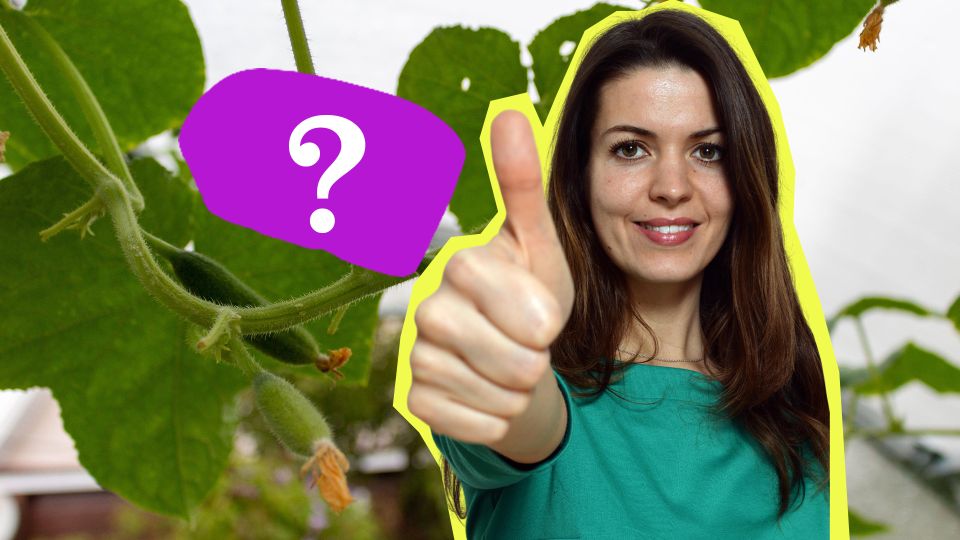 ������ ������ ��� �� �������: ������� ��� ��������� �� ������ ������������� ��������