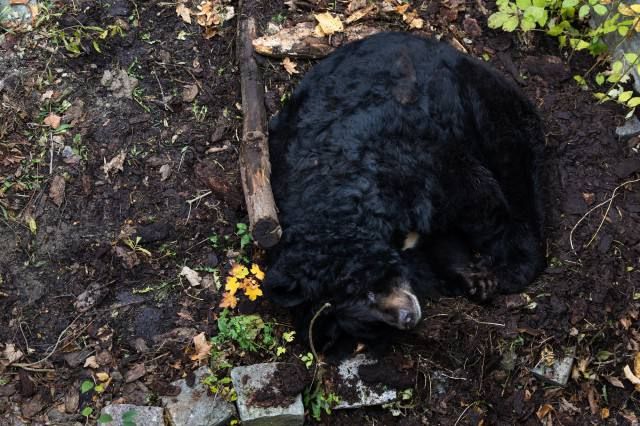 �� ������ � ��������������� �������� ������ ��� ���������, �������� � ����