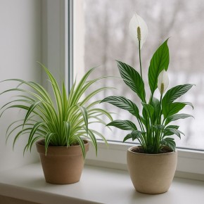 ��������, ������� ������� ������ � ����� ���� �����