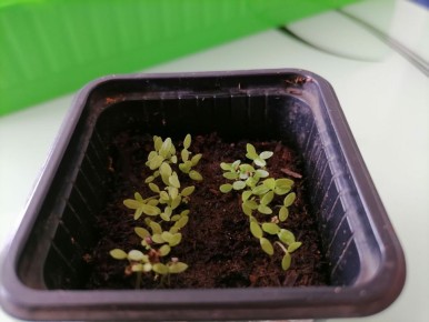 ��� �������� �������� �������: ������� ������� ��������